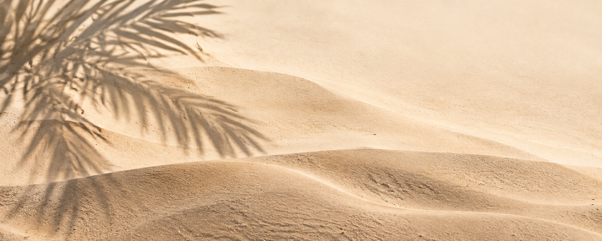 Photographic sand and soft palm shadows